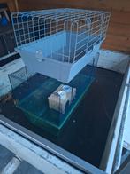 Kooien, Dieren en Toebehoren, Ophalen of Verzenden