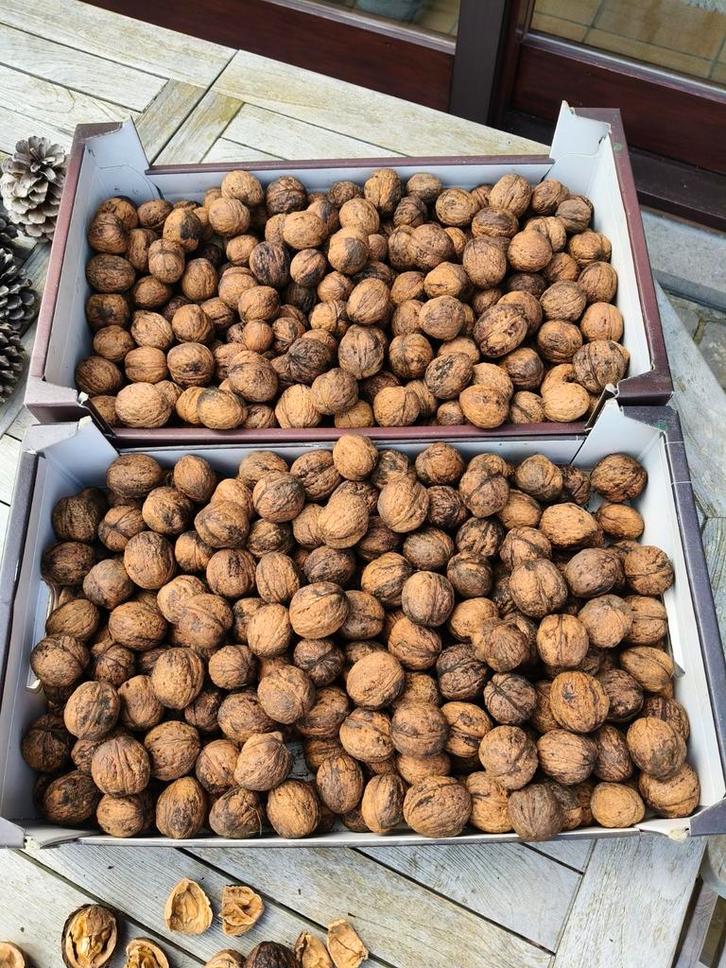Okkernoten/walnoten oogst 2025, Diversen, Levensmiddelen, Ophalen