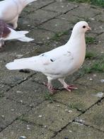 Sierduif doffer, Animaux & Accessoires, Oiseaux | Pigeons, Mâle, Autres espèces