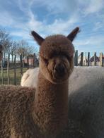 alpaca merrie te koop of ruilen, Dieren en Toebehoren, Augustus, Vrouwelijk