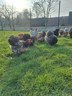 Broedeitjes cochin kriel, Dieren en Toebehoren, Pluimvee, Geslacht onbekend, Kip