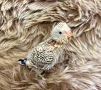 Perruche EAM à réserver, Animaux & Accessoires, Perruche, Domestique
