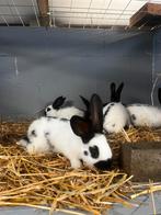 Reuzevlinder /groot lotharinger, Dieren en Toebehoren, Groot