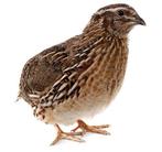 Gezocht Japanse kwartel haantjes, Dieren en Toebehoren, Vogels | Overige Vogels