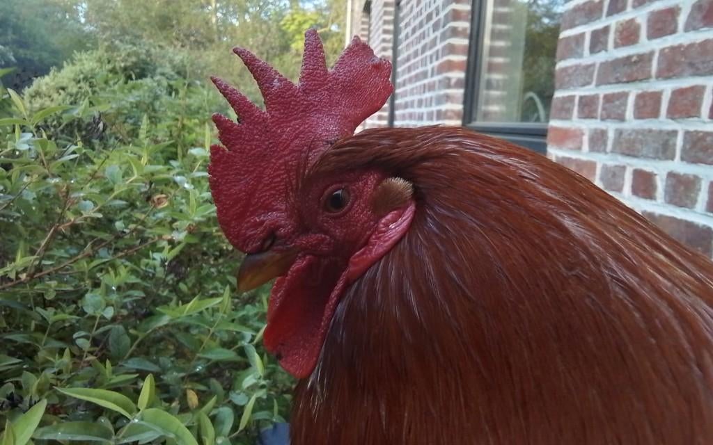 ultra tamme haan, Mâle, Poule ou poulet