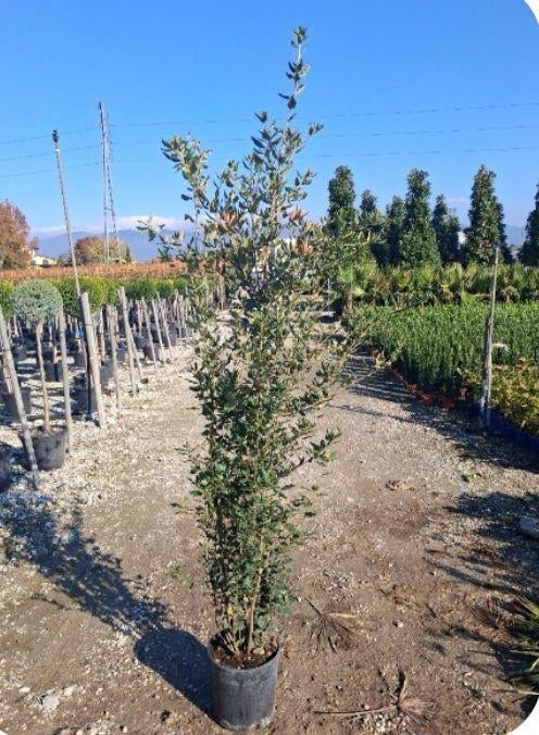 Quercus ilex (chêne vert), Enlèvement, Arbuste