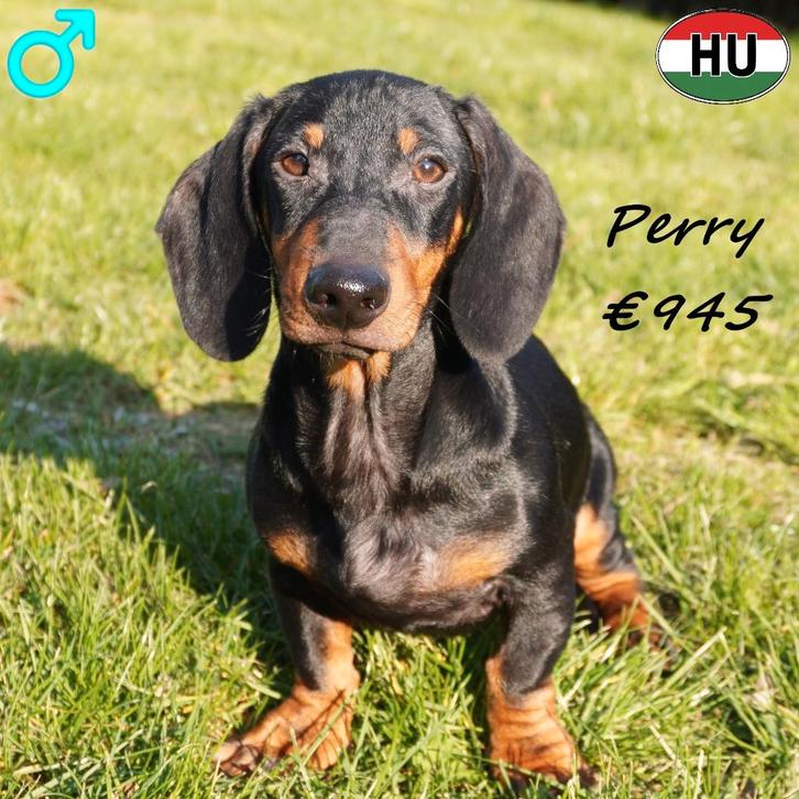 Teckel Korthaar (reutjes) te koop, Dieren en Toebehoren, Honden | Teckels en Dashonden, Meerdere dieren, Korthaar, Dwerg, Handelaar