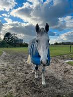 Weideplaats gezocht, Dieren en Toebehoren, Weidegang, 1 paard of pony