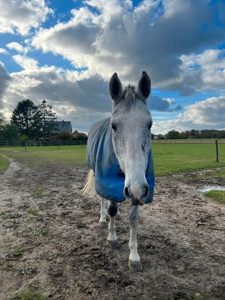Weideplaats gezocht, Dieren en Toebehoren, Stalling en Weidegang, Weidegang, 1 paard of pony