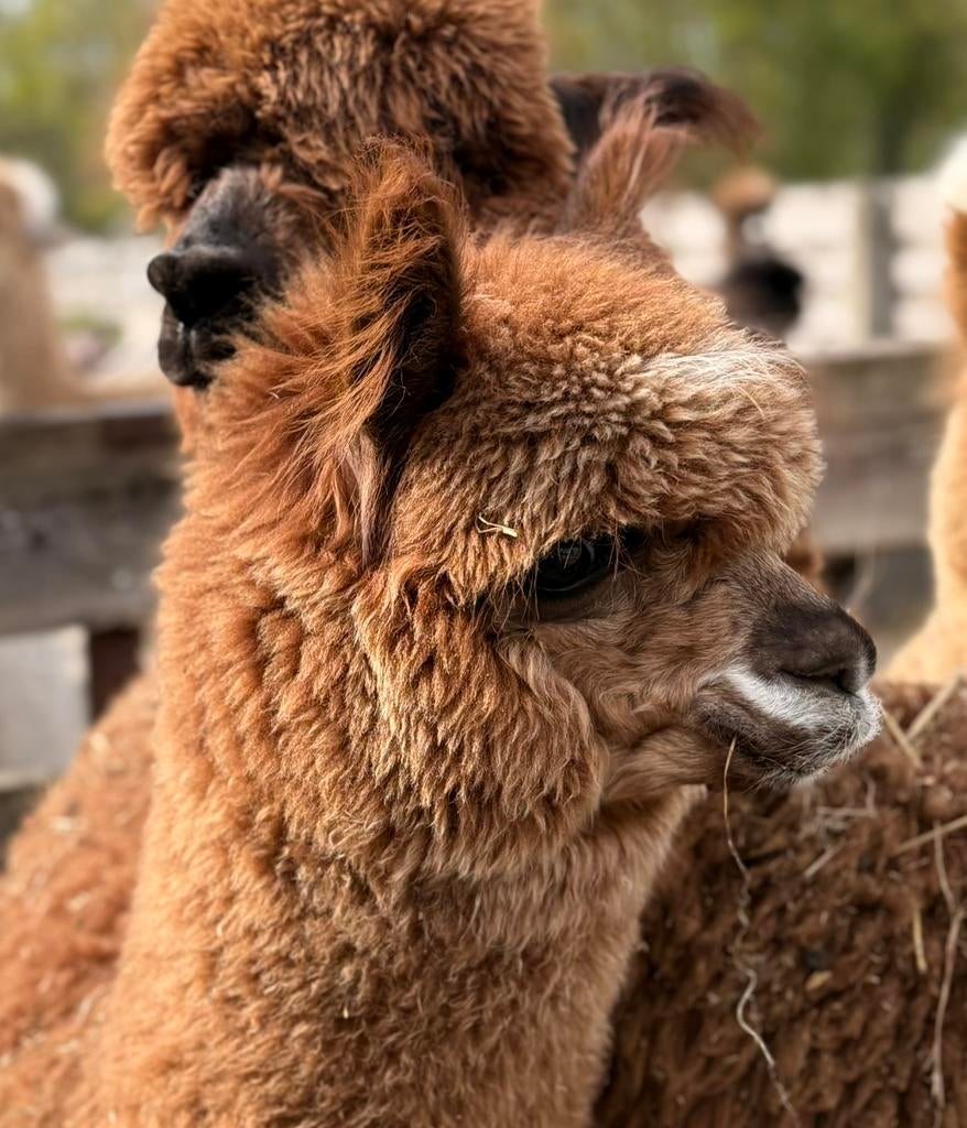 Kwaliteitsvolle alpaca’s - diverse kleuren & leeftijden, Juni, Meerdere dieren