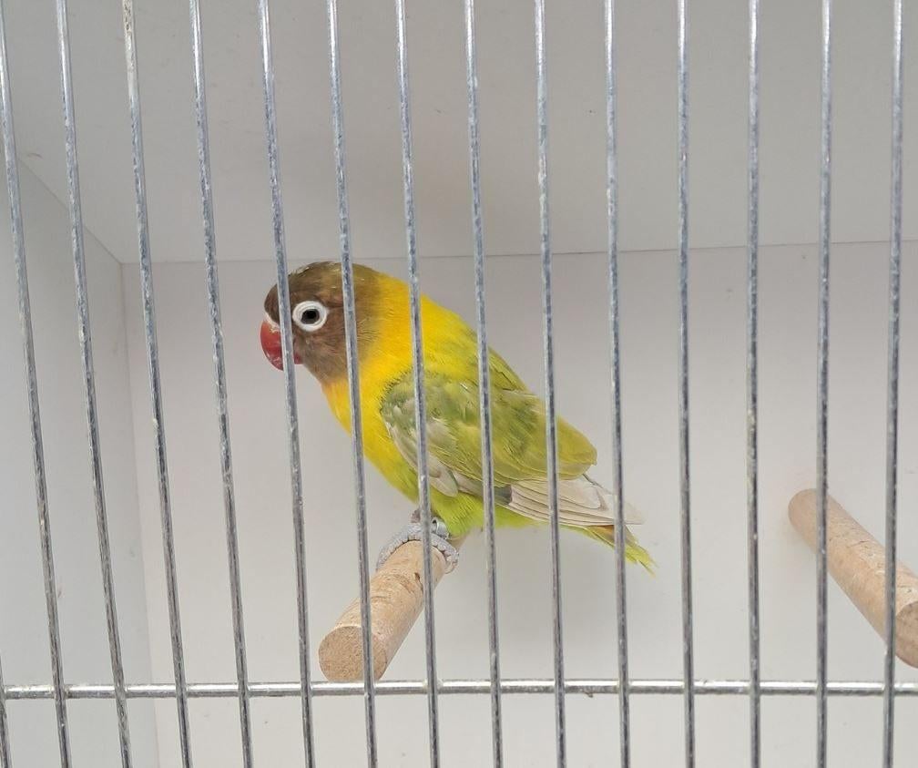 Grande female Personata verte pastel, Femelle, Perroquet nain ou Inséparable, Bagué