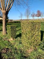 Buxussen, Enlèvement