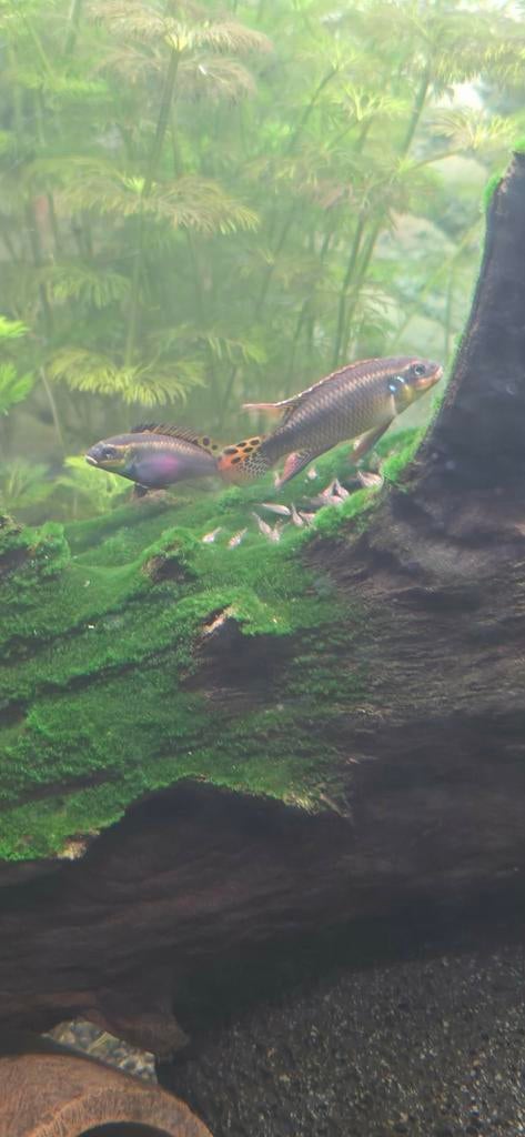 Kersenbuik ciclide pelvicachromis kribensis 'idenau', Vis