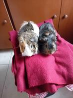 2 cavia beertjes, Cavia, Mannelijk, November, Tam