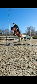 D-pony, Dieren en Toebehoren, Pony's, Ruin, D pony (1.37m tot 1.48m), 11 jaar of ouder