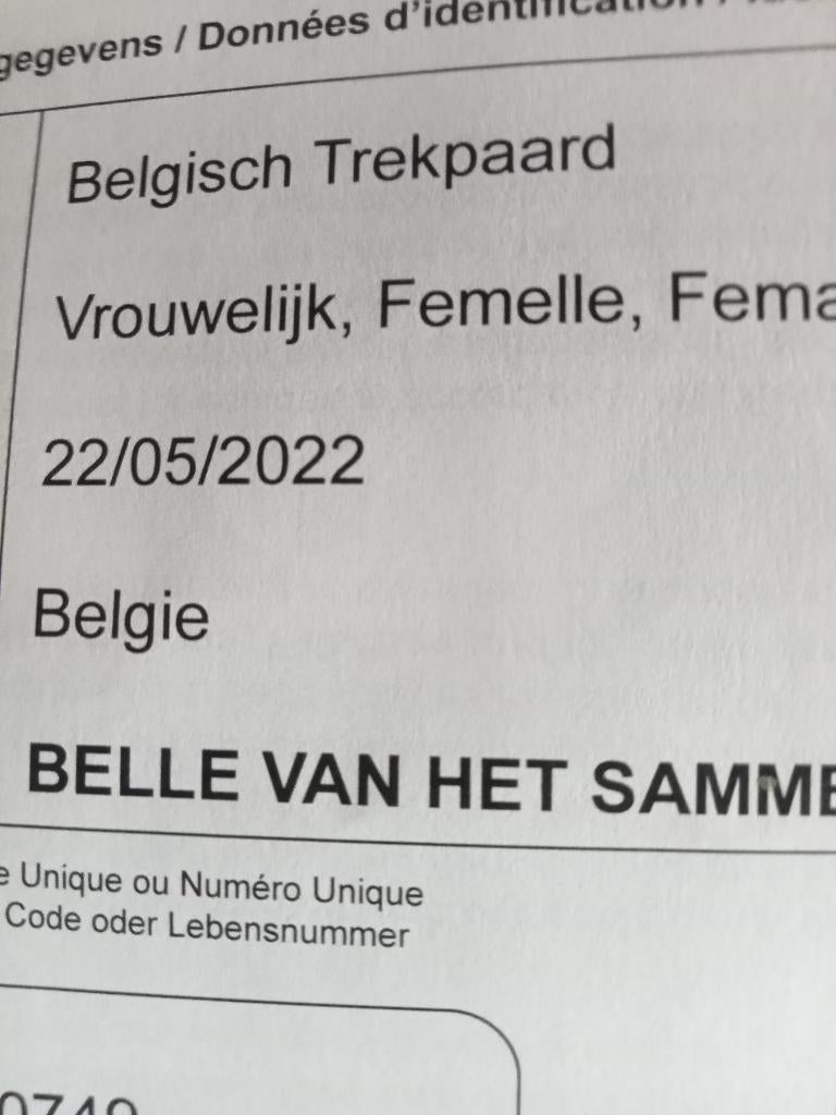 Belgische trekpaard merrie 2 maal, Jument, Non dressé, Avec puce électronique, 3 à 6 ans