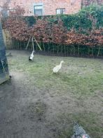 Indische loopeenden, Dieren en Toebehoren, Pluimvee, Eend