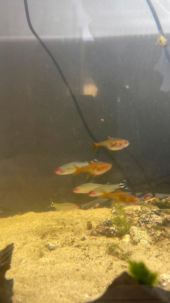 9 tetra vissen te ruil, Animaux & Accessoires, Poissons | Poissons d'aquarium, Poisson d'eau douce, Poisson, Banc de poissons