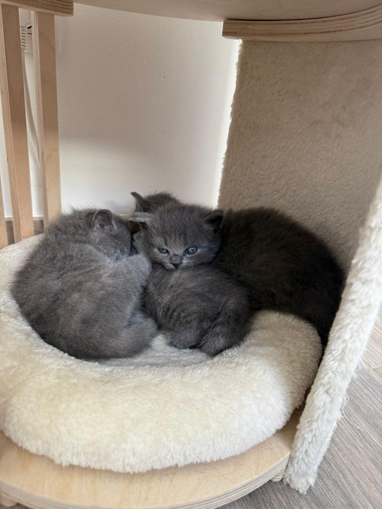 Britse Korthaar poesjes, Dieren en Toebehoren, Katten en Kittens | Raskatten | Korthaar, Poes, Gechipt, 0 tot 2 jaar