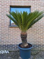 Cycas Revoluta: palm: palmboom: stam=60cm, Ophalen