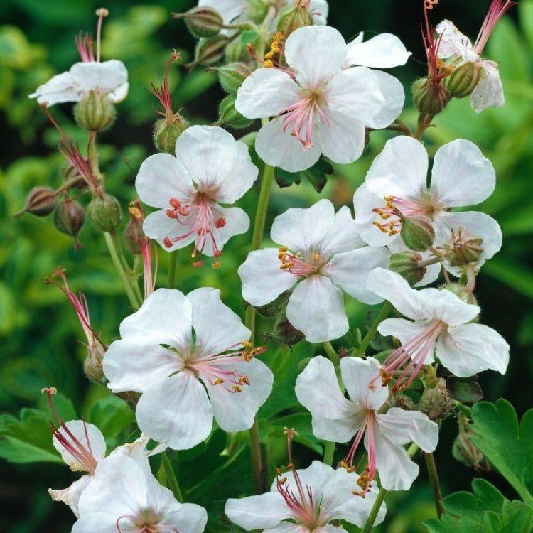 Geranium cantabrigiense Biokovo, Jardin & Terrasse, Plantes | Jardin, Enlèvement, Plante fixe, Mi-ombre, Été