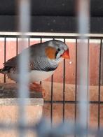 Zebravink, Mannelijk, Tropenvogel