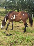 Overo merrie, Dieren en Toebehoren, Merrie