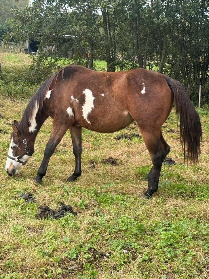 Overo merrie, Dieren en Toebehoren, Paarden, Merrie