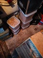 Meelwormen en andere, Dieren en Toebehoren, Pluimvee