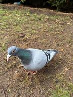 Mooie witpen postduif (doffer), Animaux & Accessoires, Oiseaux | Pigeons, Pigeon voyageur