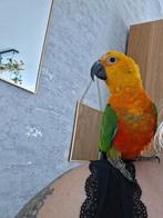 Conure Jandaya eam, Mâle, Perroquet nain ou Inséparable, Parleur