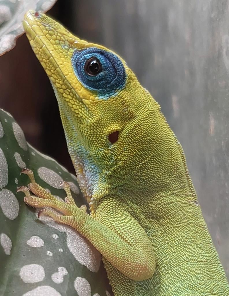 Anolis, Takydromus, Laemanctus, Phelsuma....