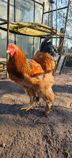 Brahma haan van 2025, Dieren en Toebehoren, Pluimvee