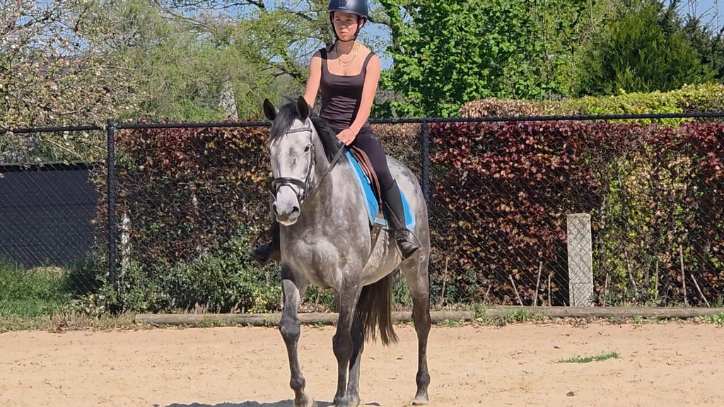 Knappe 7 jarige merrie van 163, Dieren en Toebehoren, Merrie