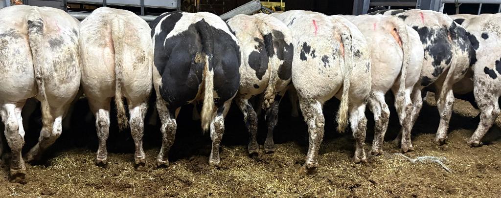 10 drachtige koeien, Dieren en Toebehoren, Runderen, Vrouwelijk, 0 tot 2 jaar