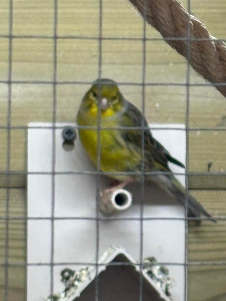 Wilde kanaries (canarius cerenius), Dieren en Toebehoren