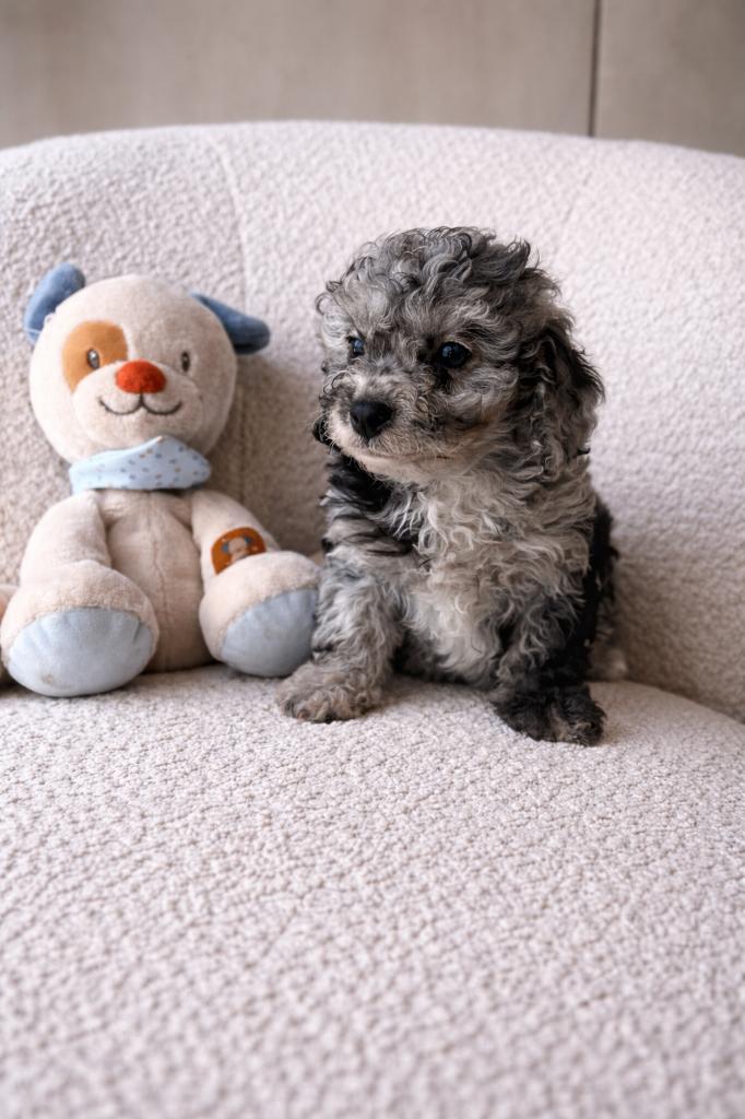 Knap cavapoo reutje (cavalier x dwergpoedel), Parvo, België, 8 tot 15 weken, Meerdere