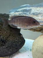 Cichlides malawi, Enlèvement