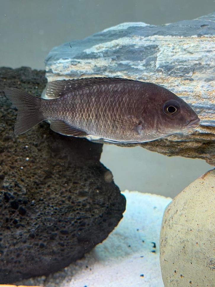 Cichlides malawi, Animaux & Accessoires, Poissons | Aquariums & Accessoires, Enlèvement