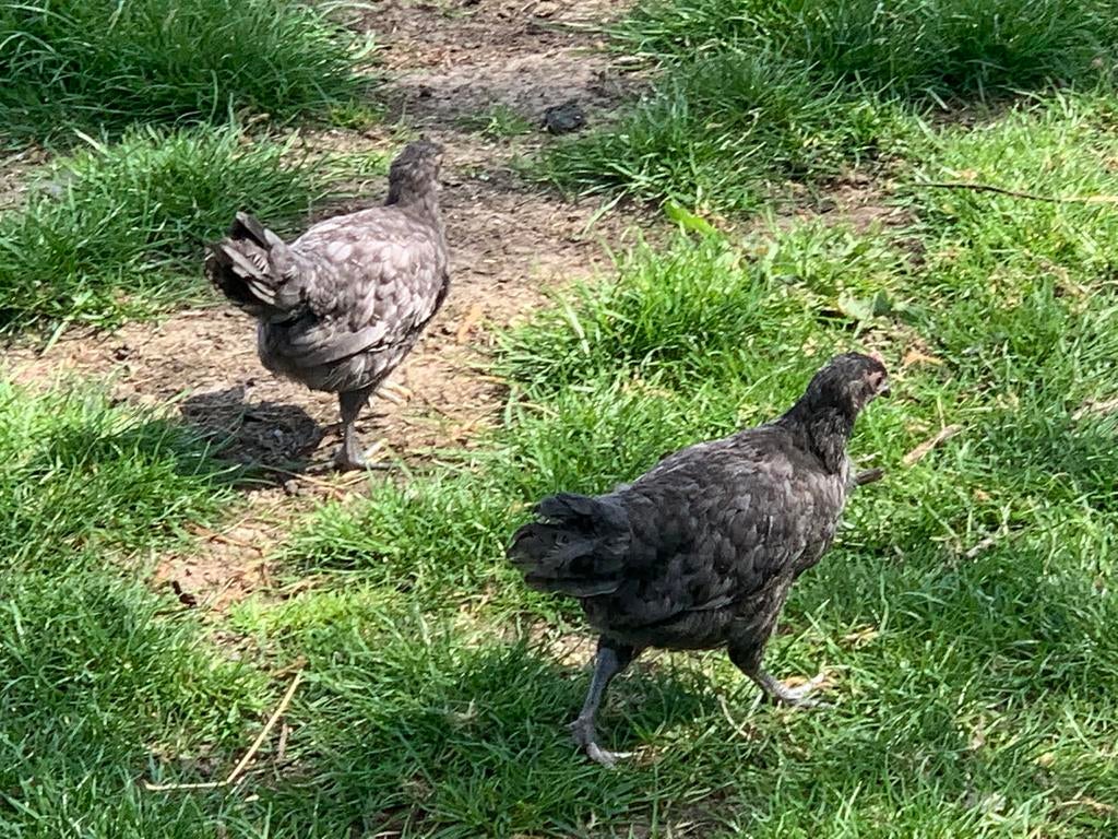 Silverudds hen en haan, Dieren en Toebehoren