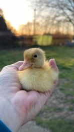 Kuikens zoeken een nieuw huisje, Dieren en Toebehoren, Pluimvee, Geslacht onbekend