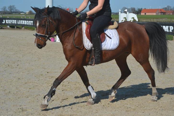 Fijne allround merrie, Animaux & Accessoires, Poneys, Jument, B, Poney D (1.37 m à 1.48m), Poney de saut, 7 à 10 ans