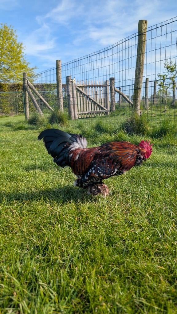 Ukkelse baardkriel haan - gratis, Dieren en Toebehoren, Pluimvee
