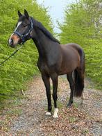 4-jarige merrie Next Level x Don Massimo, Dieren en Toebehoren, Paarden, Merrie, Met stamboom, Dressuurpaard, 3 tot 6 jaar