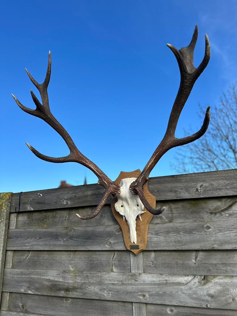 Gewei schedel hertgewei groot, Enlèvement