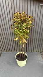 Grote plant rudbeckia triloba in pot gestoken, Tuin en Terras, Volle zon, Vaste plant, Zomer, Ophalen