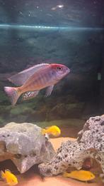 Lethrinops sp red cap malawi cichliden, Dieren en Toebehoren, Vis, Zoetwatervis, Schoolvis