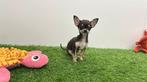 Kortharige MINI Chihuahua pups