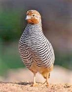 Kwartels voor Tentoonstelling, Dieren en Toebehoren, Gans of Zwaan