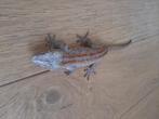 Gargoyle gecko man te koop, Animaux & Accessoires, Reptiles & Amphibiens
